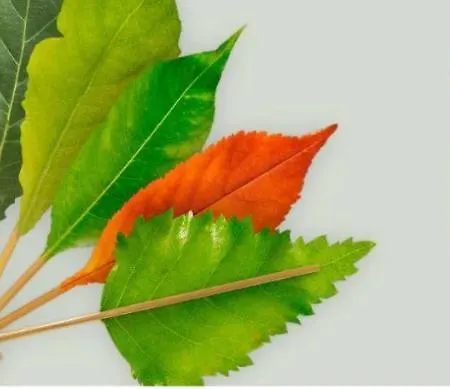 Playa Del Puntal Villaviciosa Asturias Apartamento Primera Linea Playa * Villaviciosa (Asturias)